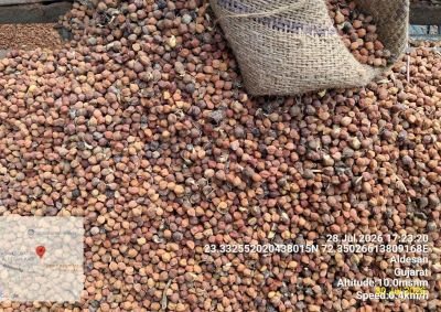 Damaged Stock of Desi Cheak Peas